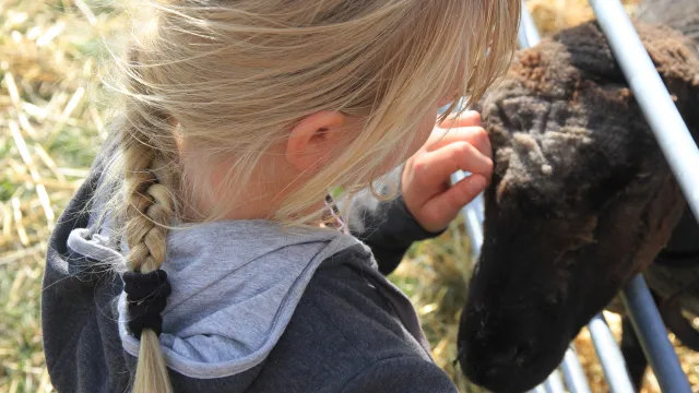 Kind, Schaf (Foto: Bernhard Nauli) Kind, Schaf (Foto: Bernhard Nauli)